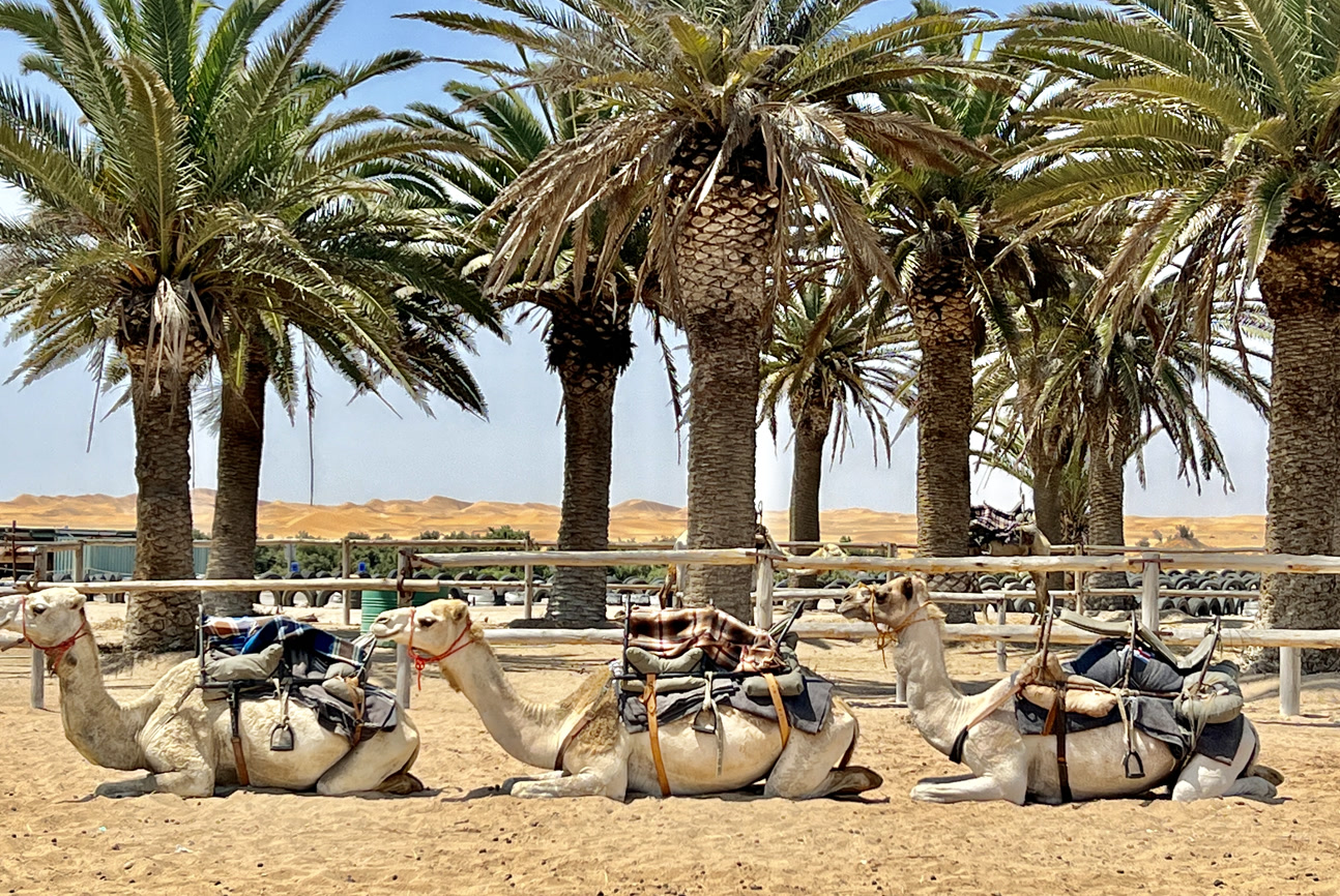 Camels resting beneath palm trees near the dunes
