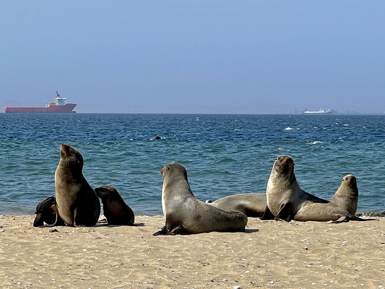 Seal colony at Cape Cross