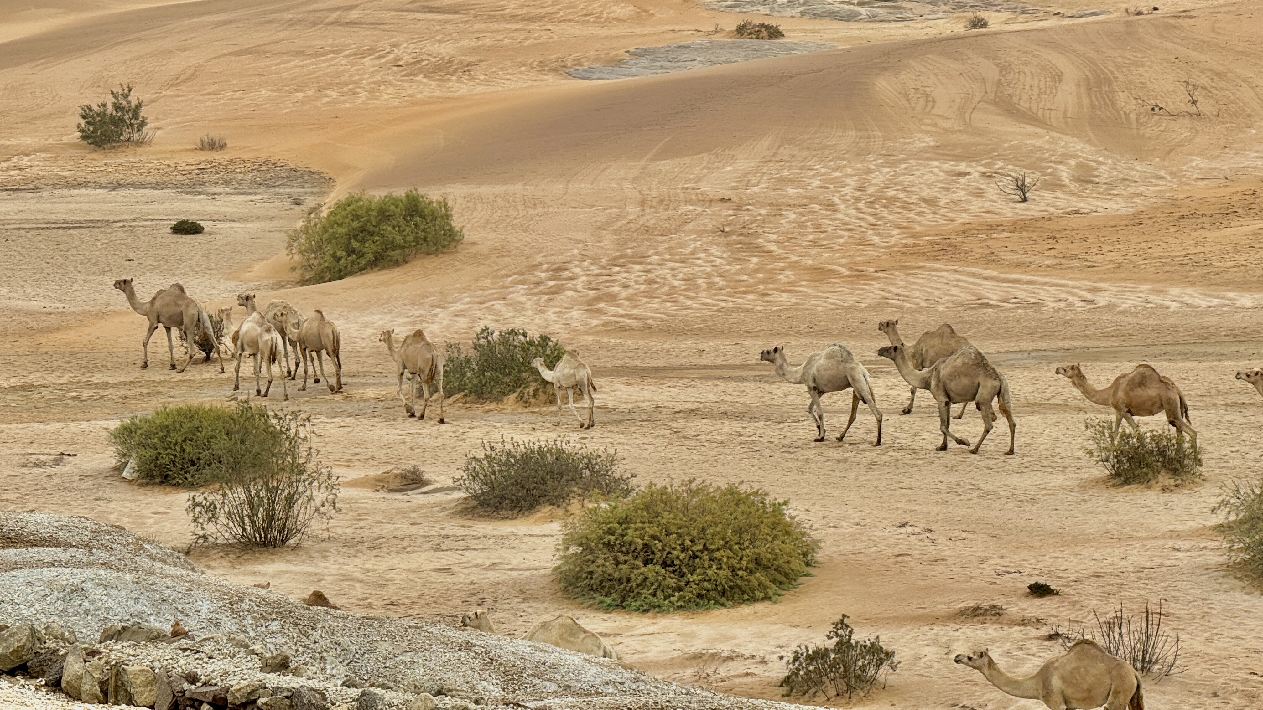 A herd of camels crossing the Namib Desert near Swakopmund