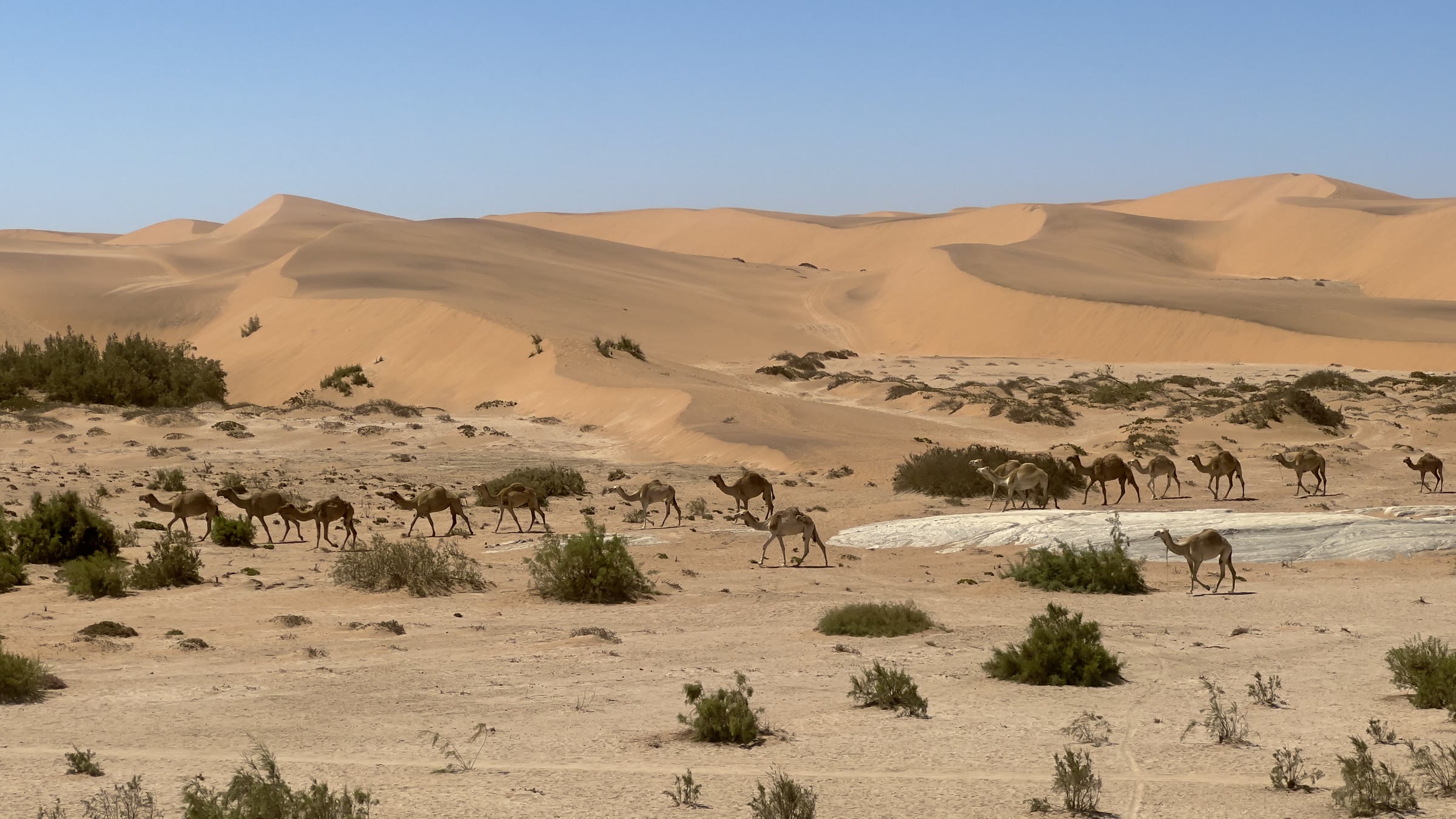 Camels crossing the Namib dunes near Desert Breeze