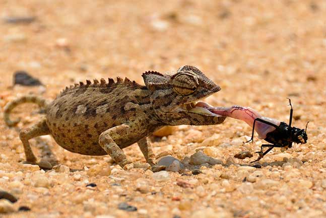 Little Five desert wildlife tour near Swakopmund