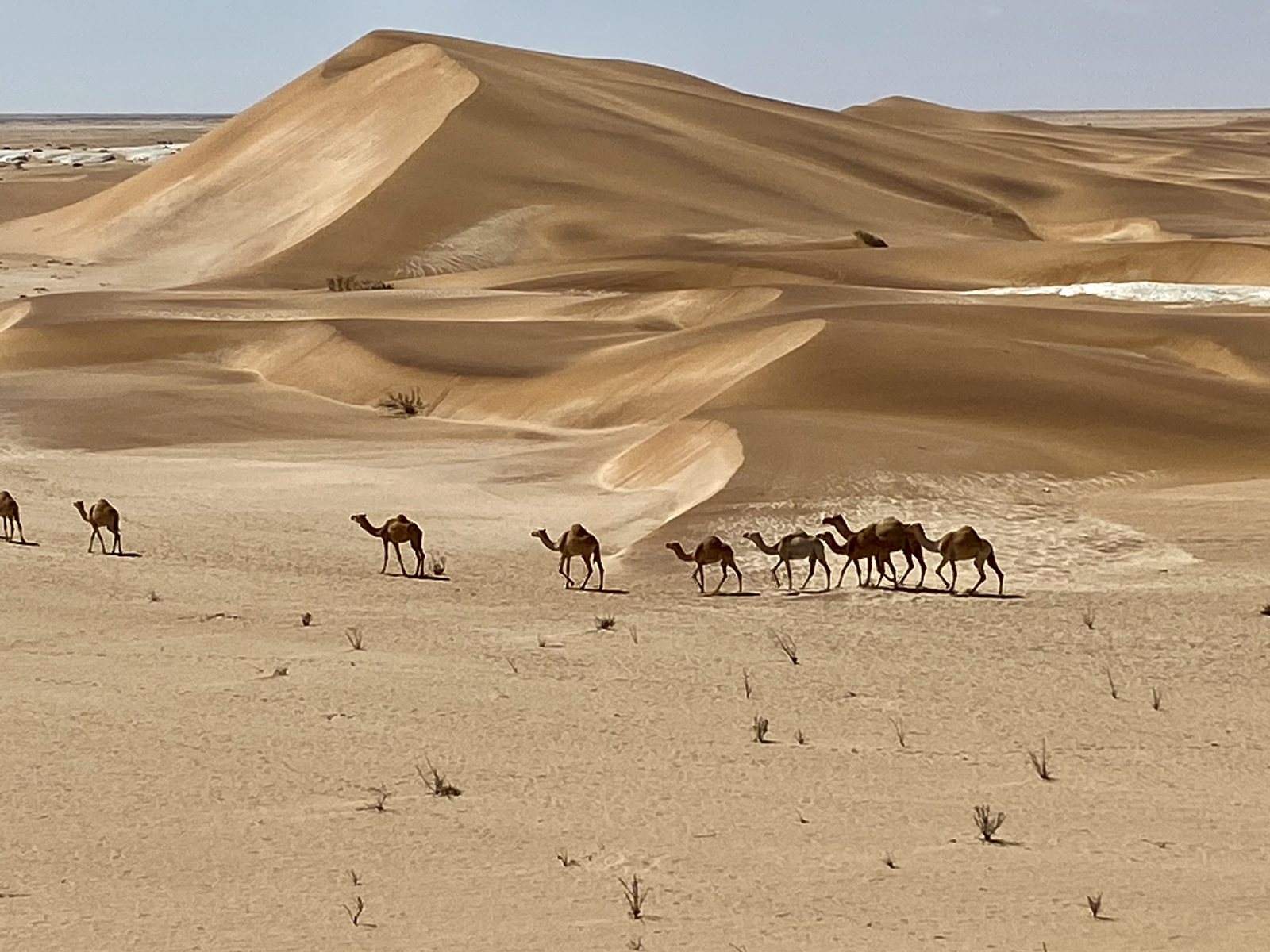 Camel riders crossing the dunes near Swakopmund
