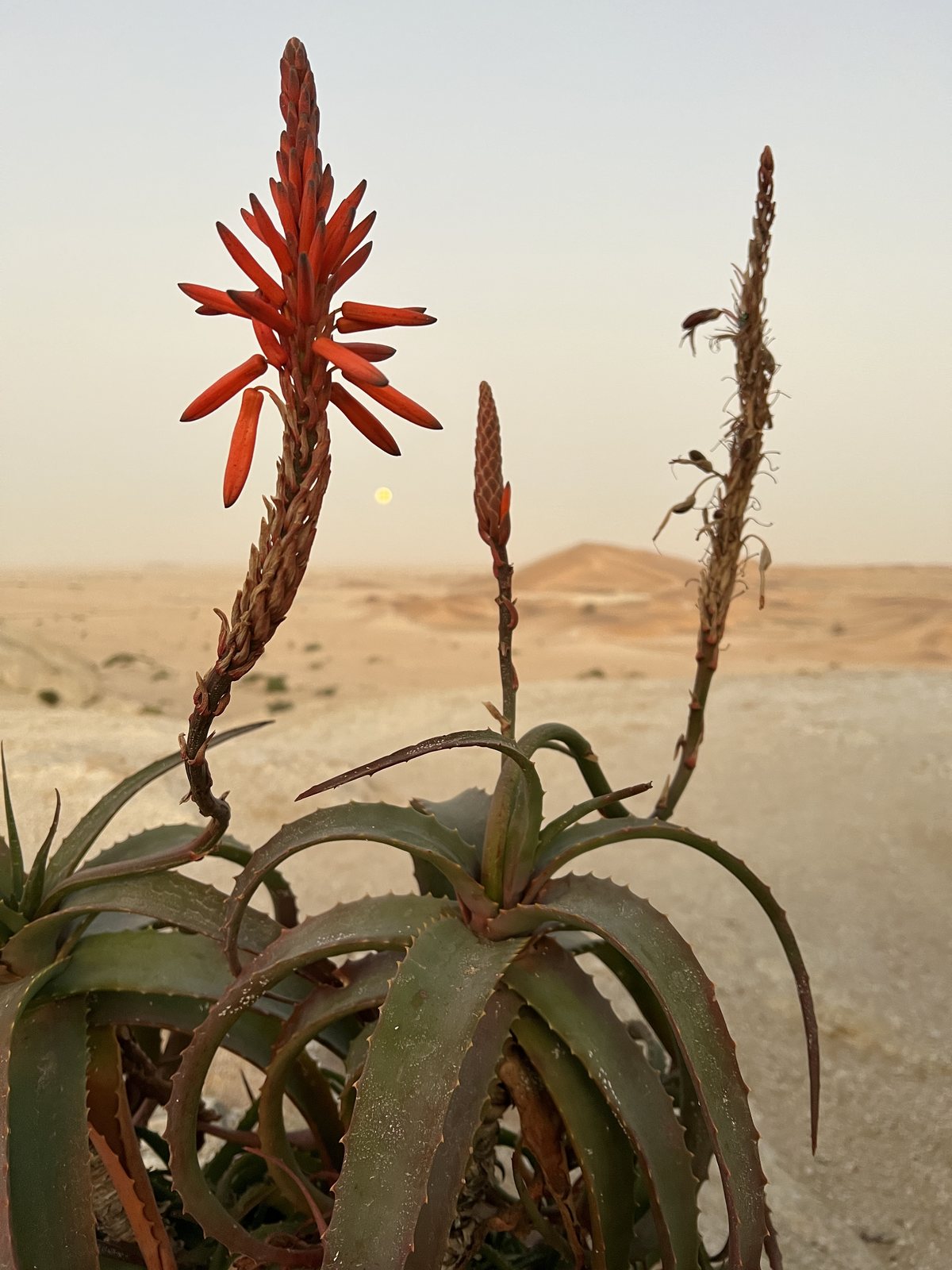 Aloe flower in the Desert Breeze landscape