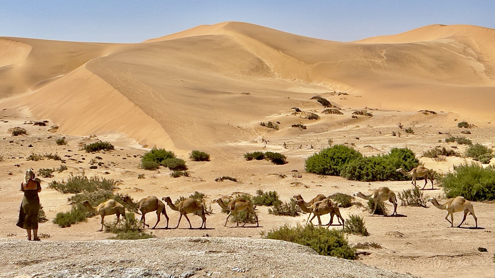 Walking path through dunes near Desert Breeze