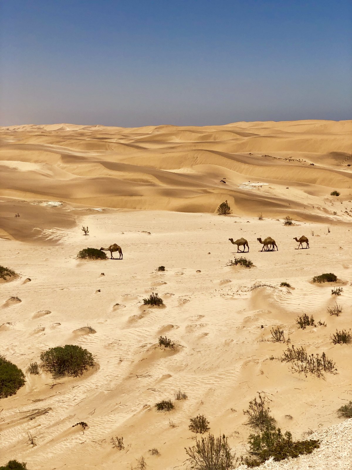 Wide dune landscape near Desert Breeze