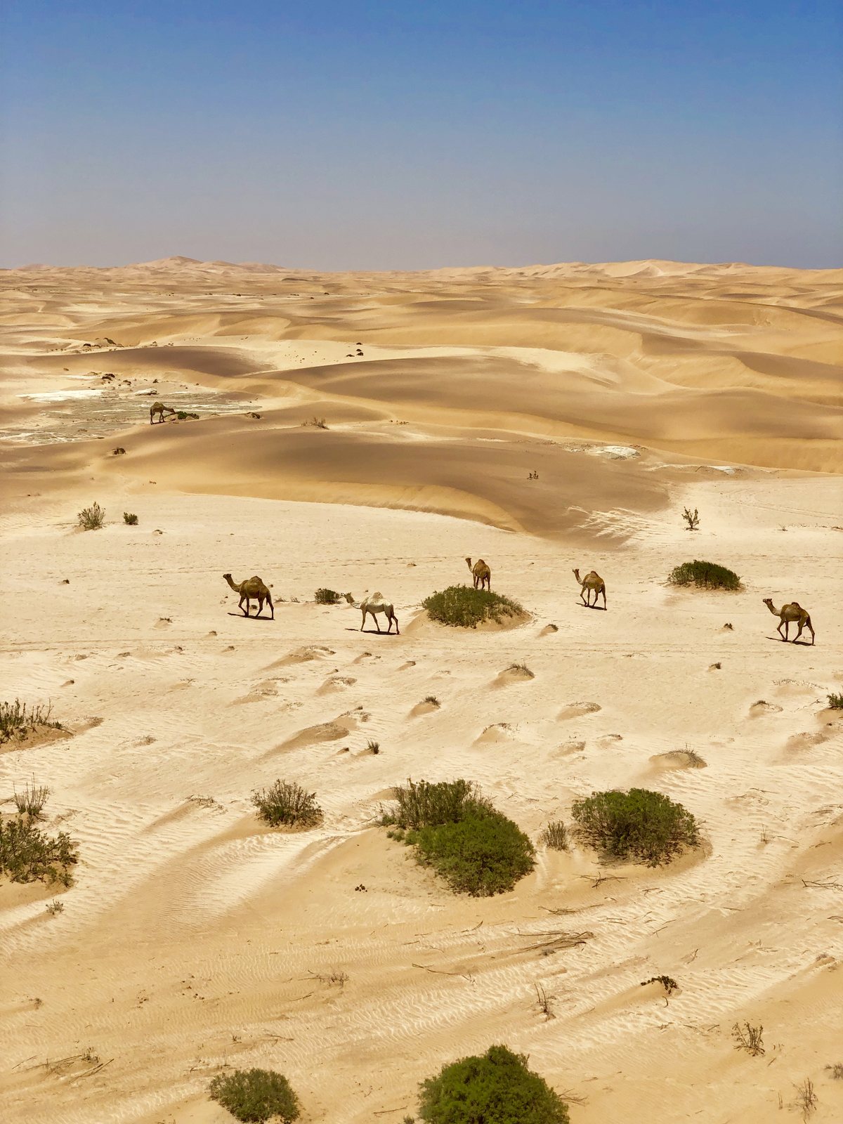 Desert vegetation scattered across pale dunes